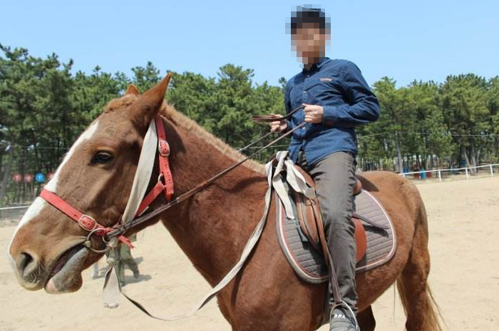 为什么马术比赛多用骟马？有什么好处？